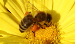 蜜蜂采蜜视频,大自然的甜蜜劳作